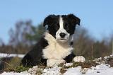 BORDER COLLIE 1043